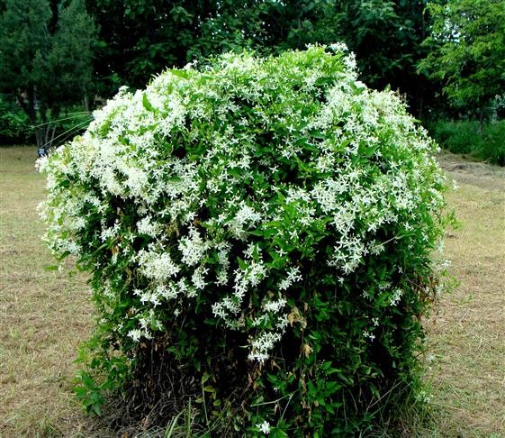 Clematis terniflora